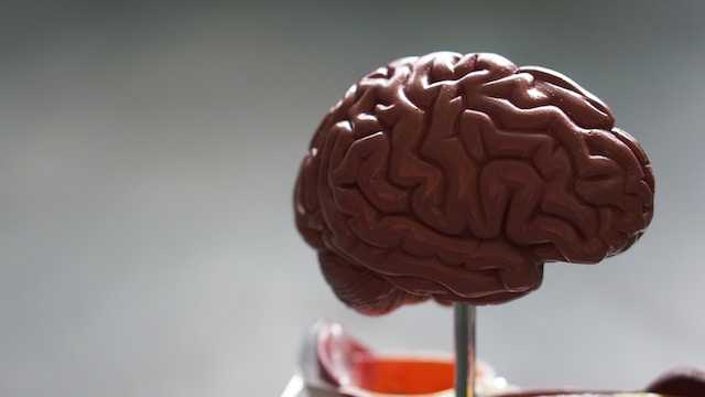 brain-plastic-with-gamma-light-alzheimer-dementia